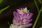 Purple milkwort